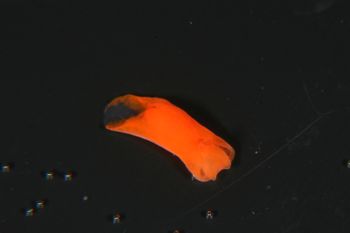 Media type: image;   Malacology 385571